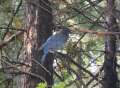 4102_Blue_bird