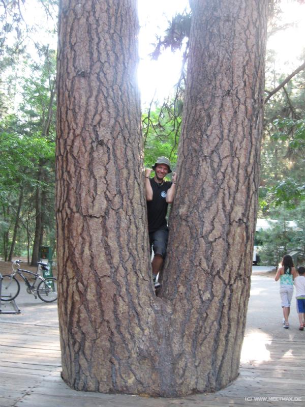 4261_In_the_tree