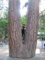4261_In_the_tree