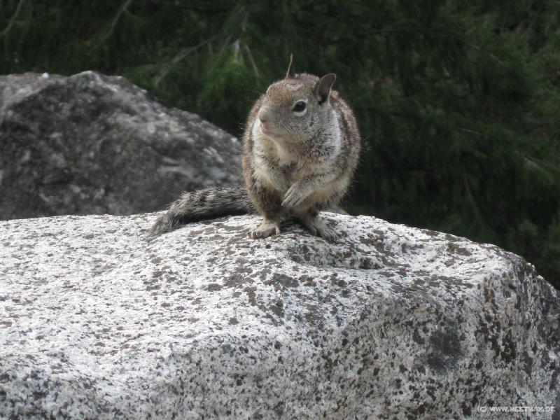 4275_Squirrel