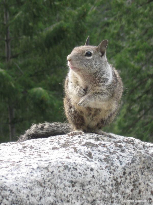 4276_Squirrel