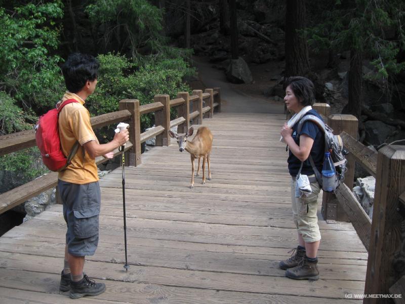 4282_Deer