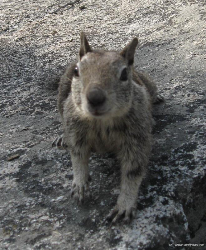 4298_Squirrel