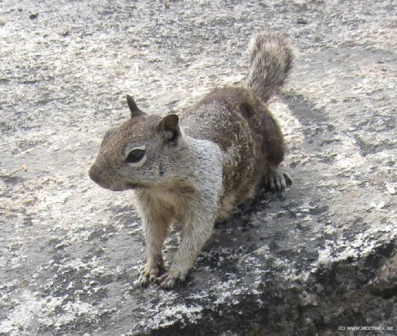 4299_Squirrel