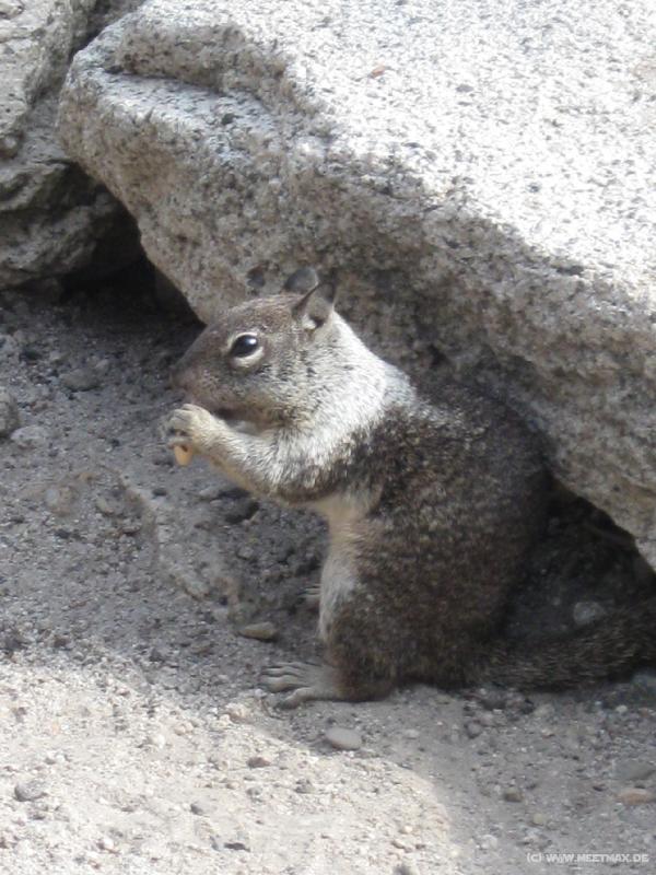 4301_Squirrel