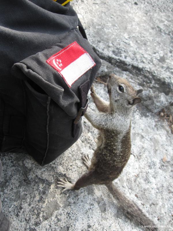4302_Squirrel
