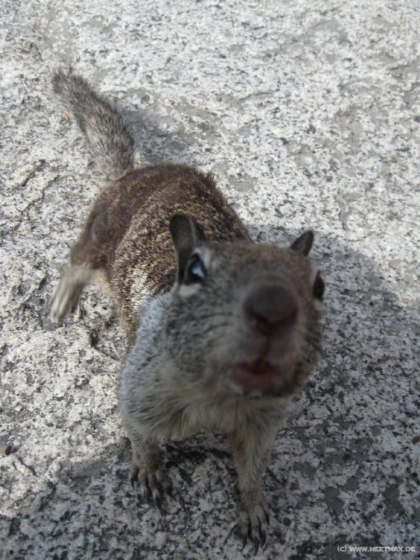4304_Squirrel