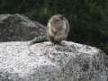 4275_Squirrel