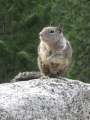 4276_Squirrel