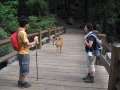 4282_Deer