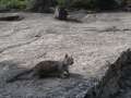 4297_Squirrel