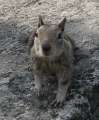 4298_Squirrel