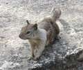 4299_Squirrel
