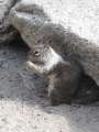 4301_Squirrel
