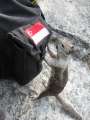 4302_Squirrel