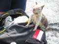 4303_Squirrel