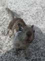 4304_Squirrel