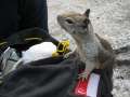 4305_Squirrel