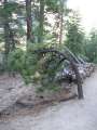 4443_Bending_tree