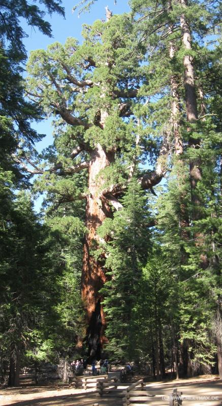 0016_Grizzly_Giant