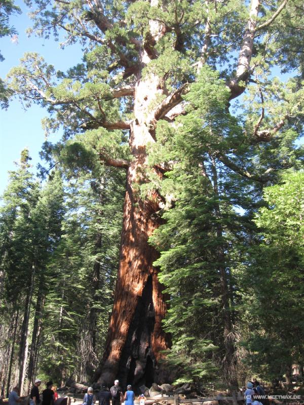 0017_Grizzly_Giant