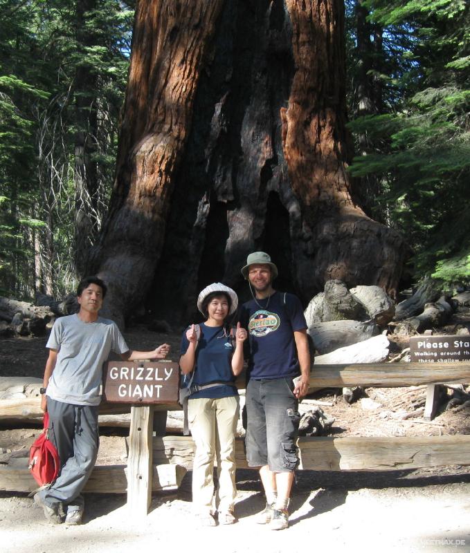 0018_Grizzly_Giant