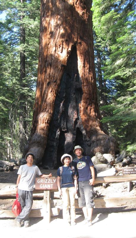 0019_Grizzly_Giant