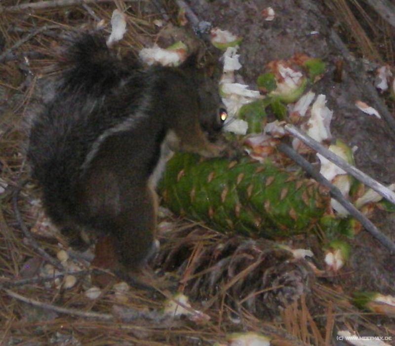 0026_Squirrel