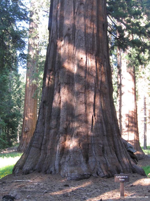 0046_Columbia_Tree