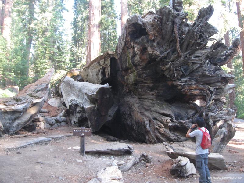 0049_Fallen_Tunnel_Tree