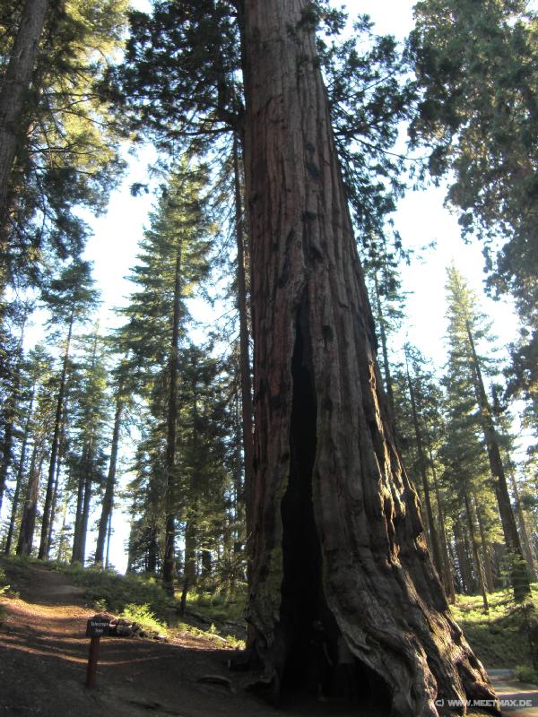 0052_Telescope_Tree
