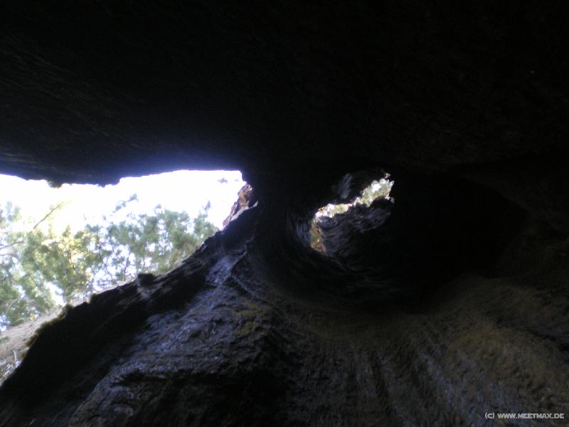 0054_Telescope_Tree