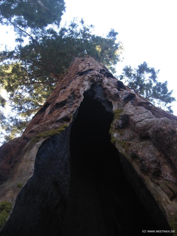 0056_Telescope_Tree