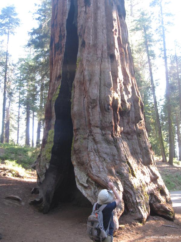 0057_Telescope_Tree