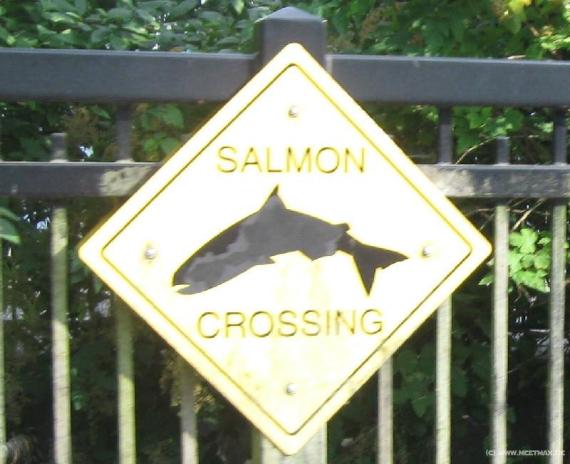 0712_Salmon_crossing