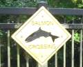 0712_Salmon_crossing