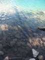 0893_Middle_Joffre_Lake