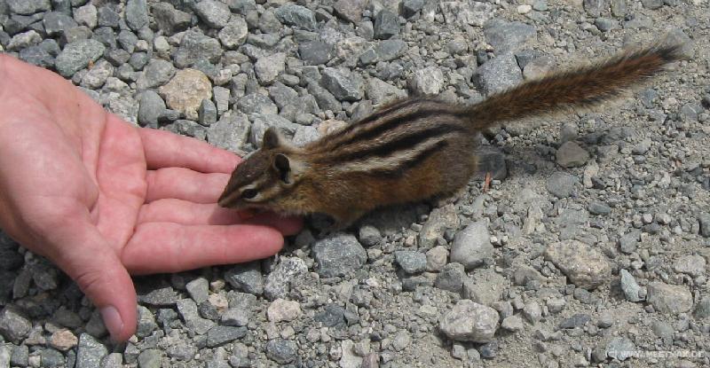 0975_Squirrel