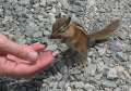 0976_Squirrel