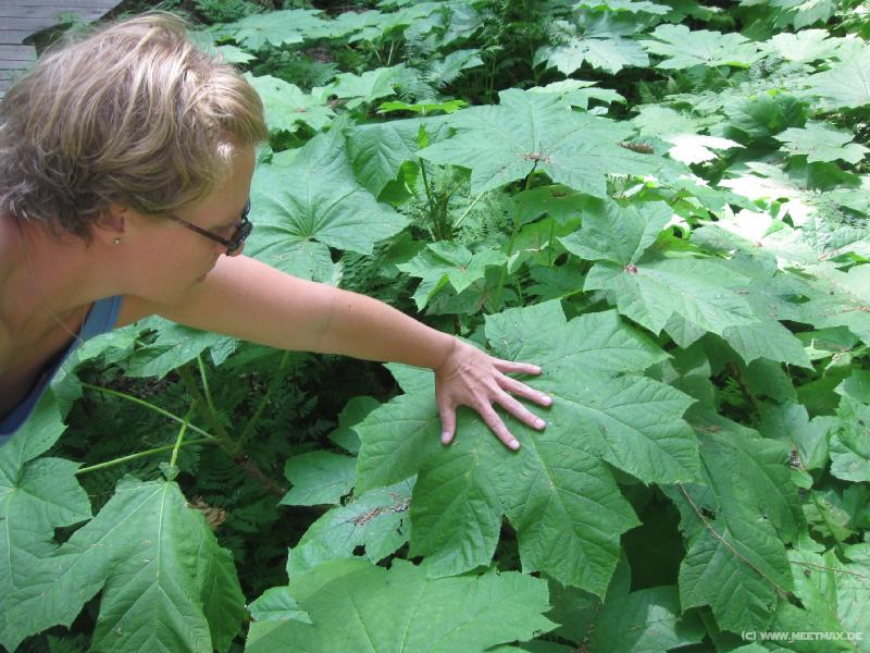 1094_Mt_Revelstoke_NP
