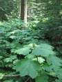 1093_Mt_Revelstoke_NP
