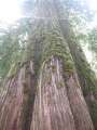 1096_Mt_Revelstoke_NP