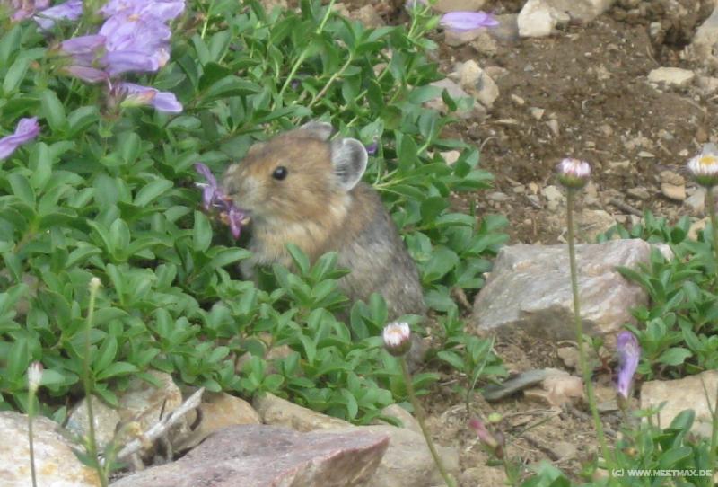 1285_Hamster