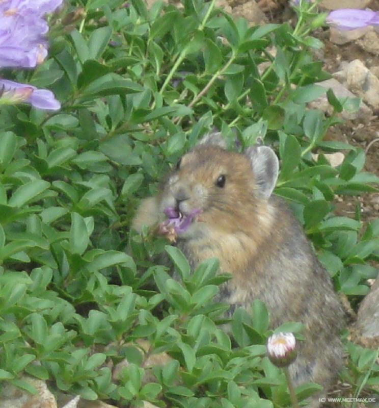 1286_Hamster