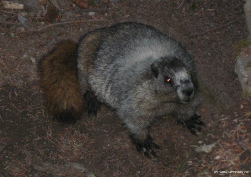 1316_Animal