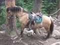 1255_Horse