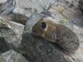 1278_Hamster