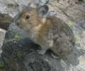 1279_Hamster
