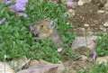 1285_Hamster