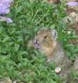1286_Hamster
